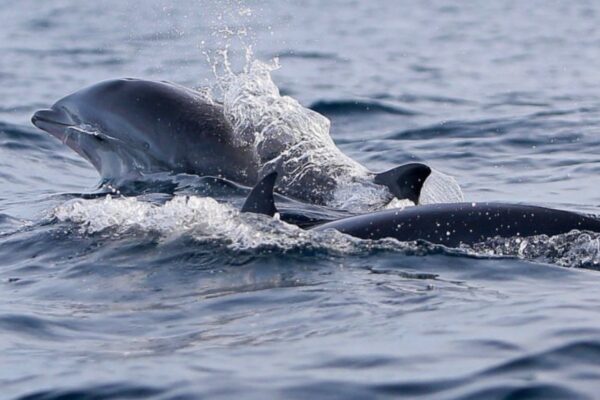 dolphin trip pulau sabang 1